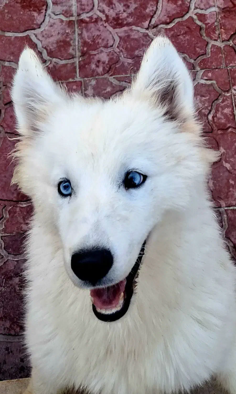 توله سامویید واکسن خورده آماده|سگ|صفادشت, |دیوار