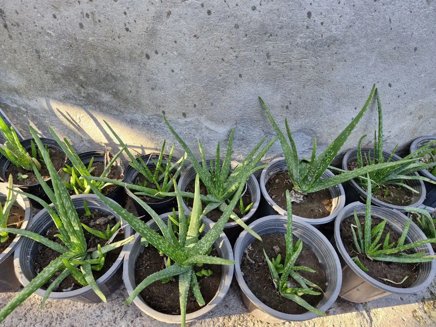 گل آلوئه ورا|گل و گیاه طبیعی|کلاچای, |دیوار