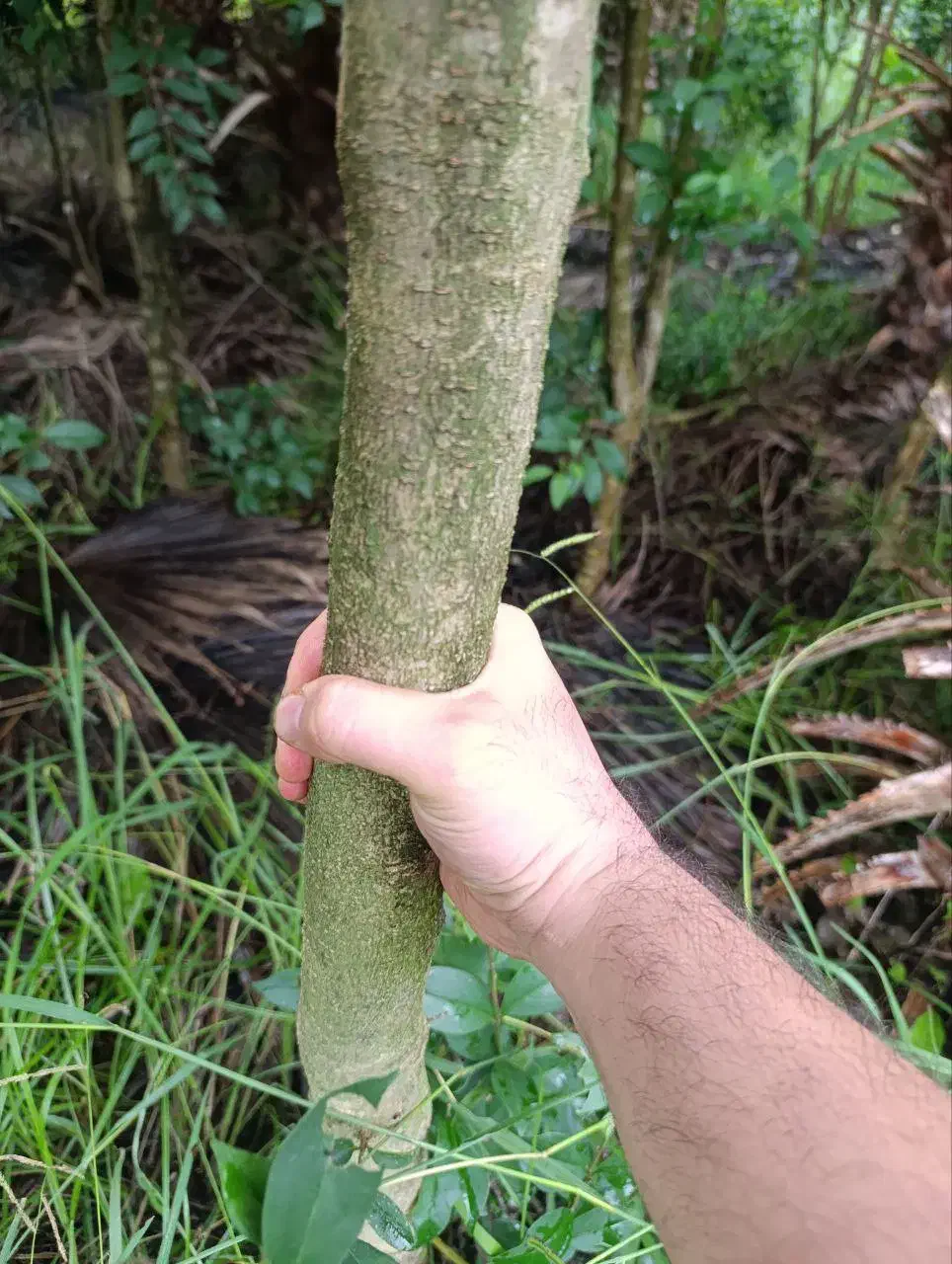 برگ نو (پایه پیوند)|خدمات باغبانی و درختکاری|چابکسر, |دیوار