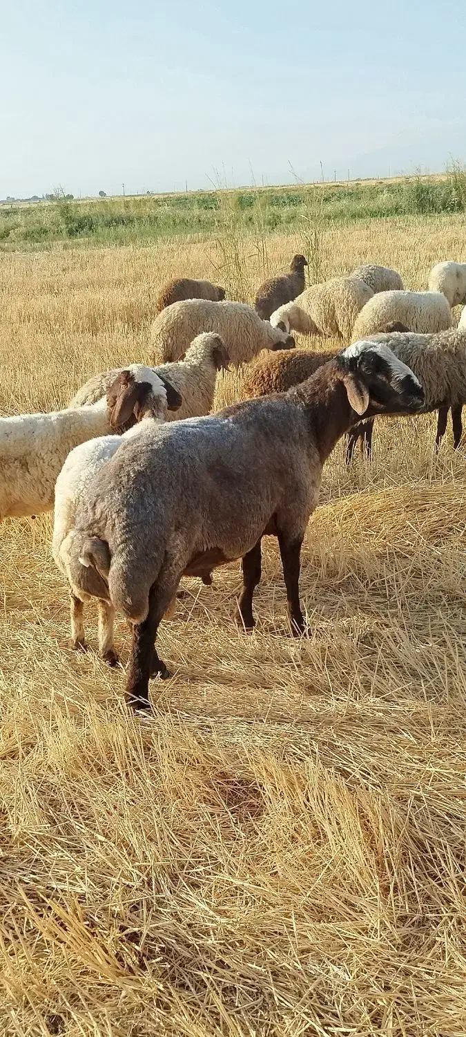 قوچ|حیوانات مزرعه|کوزران, |دیوار