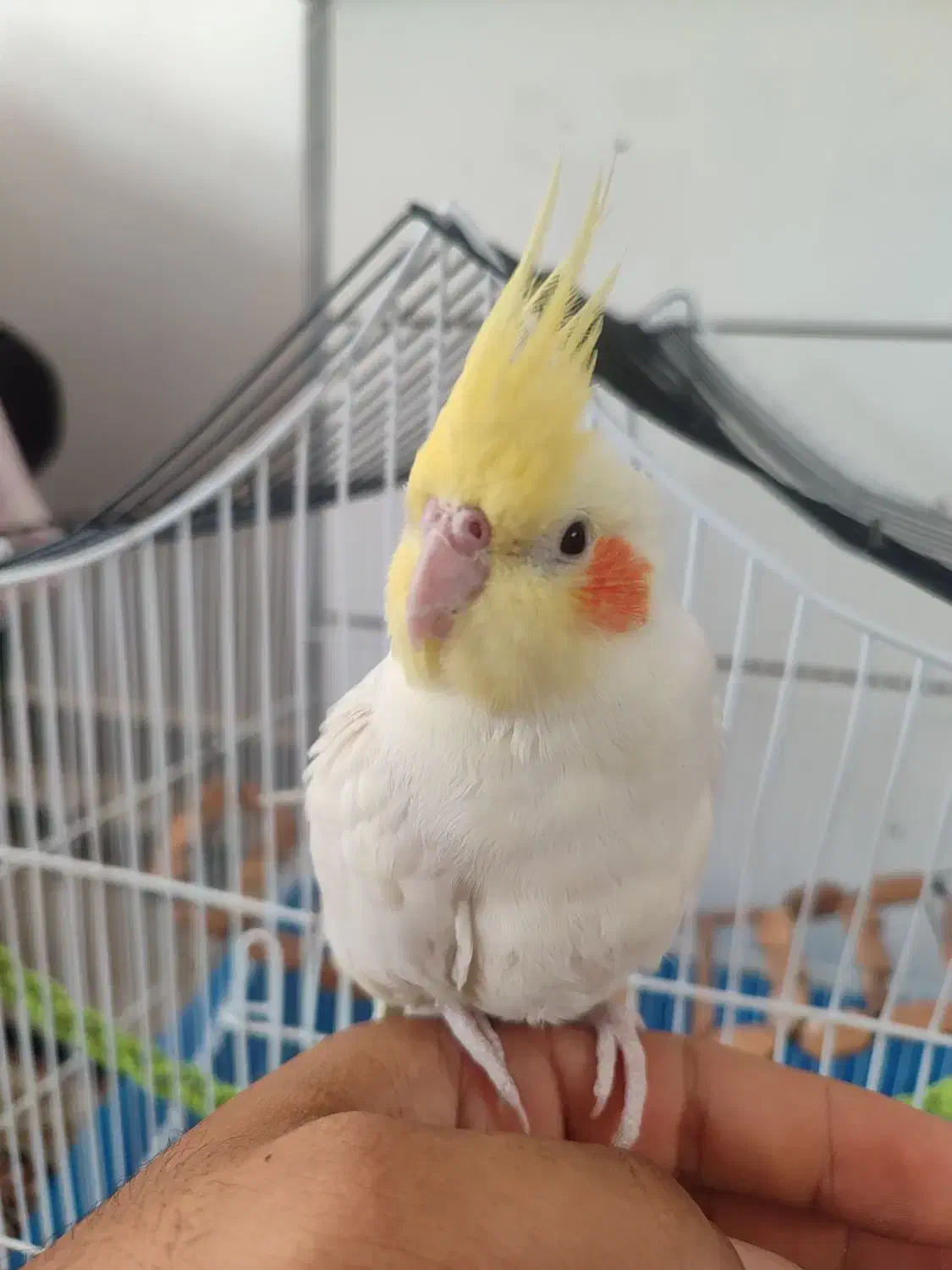 عروس هلندی لوتینو دستی|پرنده|خواف, |دیوار