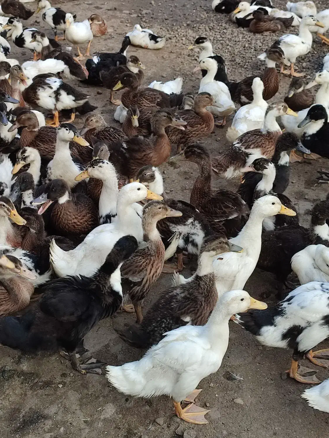 اردک نیمچه پکنی|حیوانات مزرعه|رشت, احمد گوراب|دیوار