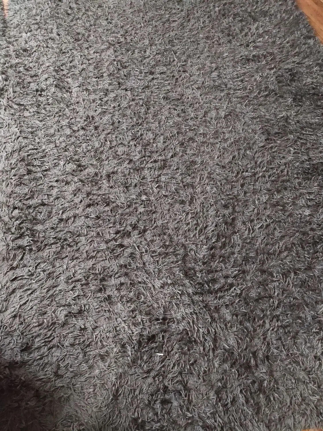 فرش.پرزدار. فرش شگی|فرش|کرمان, |دیوار