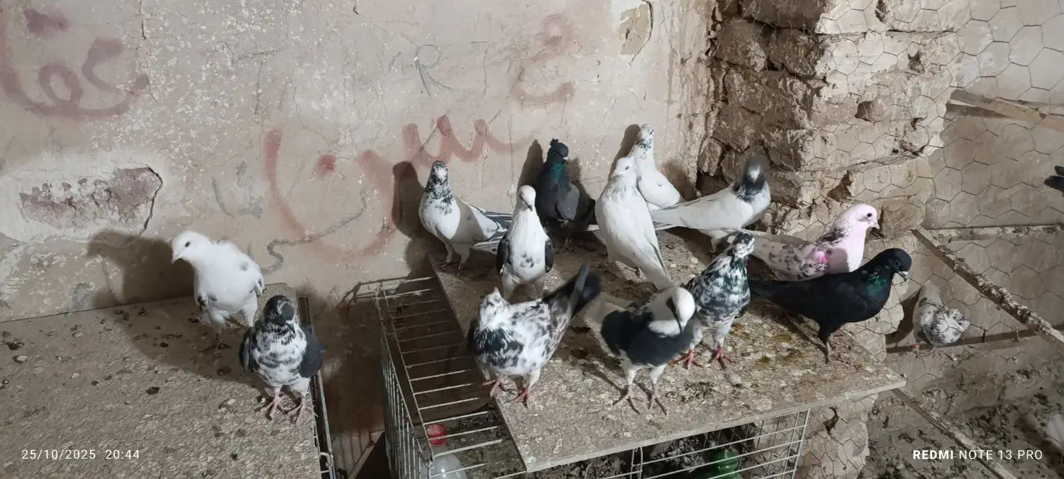 ی مشت کفتر زوکی|پرنده|آران و بیدگل, |دیوار