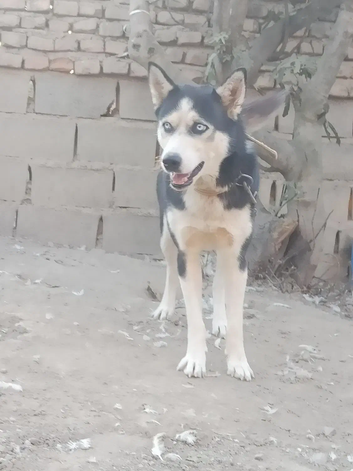 سگ هاسکی قیمت پایین|سگ|آزادشهر, |دیوار