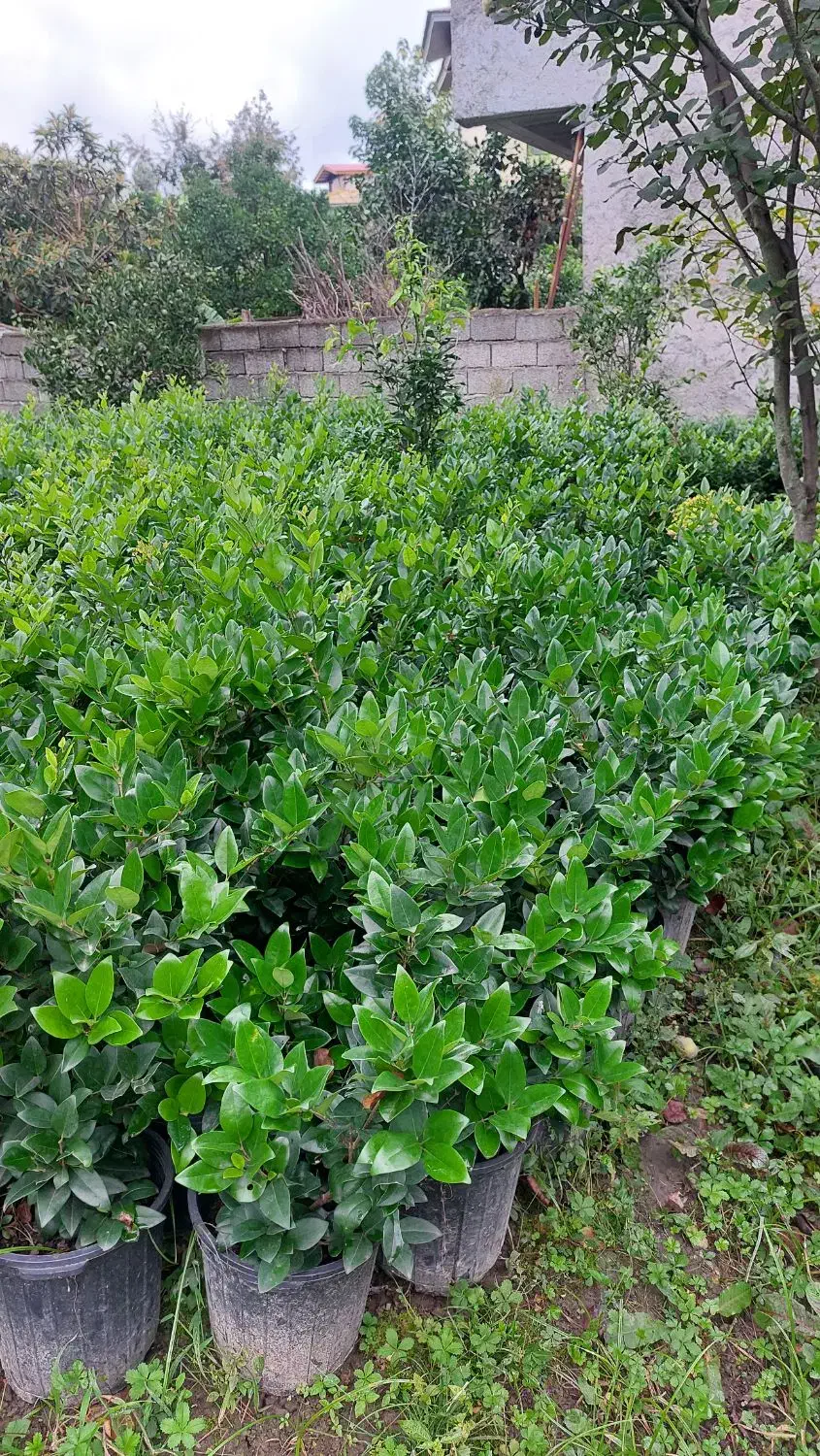 گل یاس هلندی سطل ۱۰|گل و گیاه طبیعی|رحیم‌آباد, |دیوار