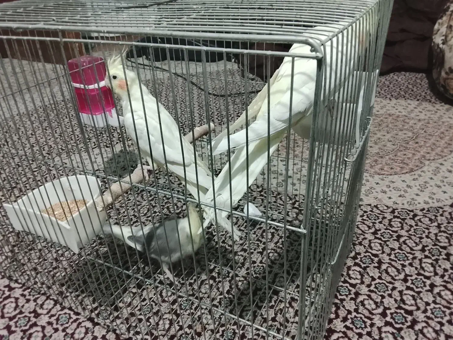 سه عدد عروس هلندی|پرنده|یزد, |دیوار