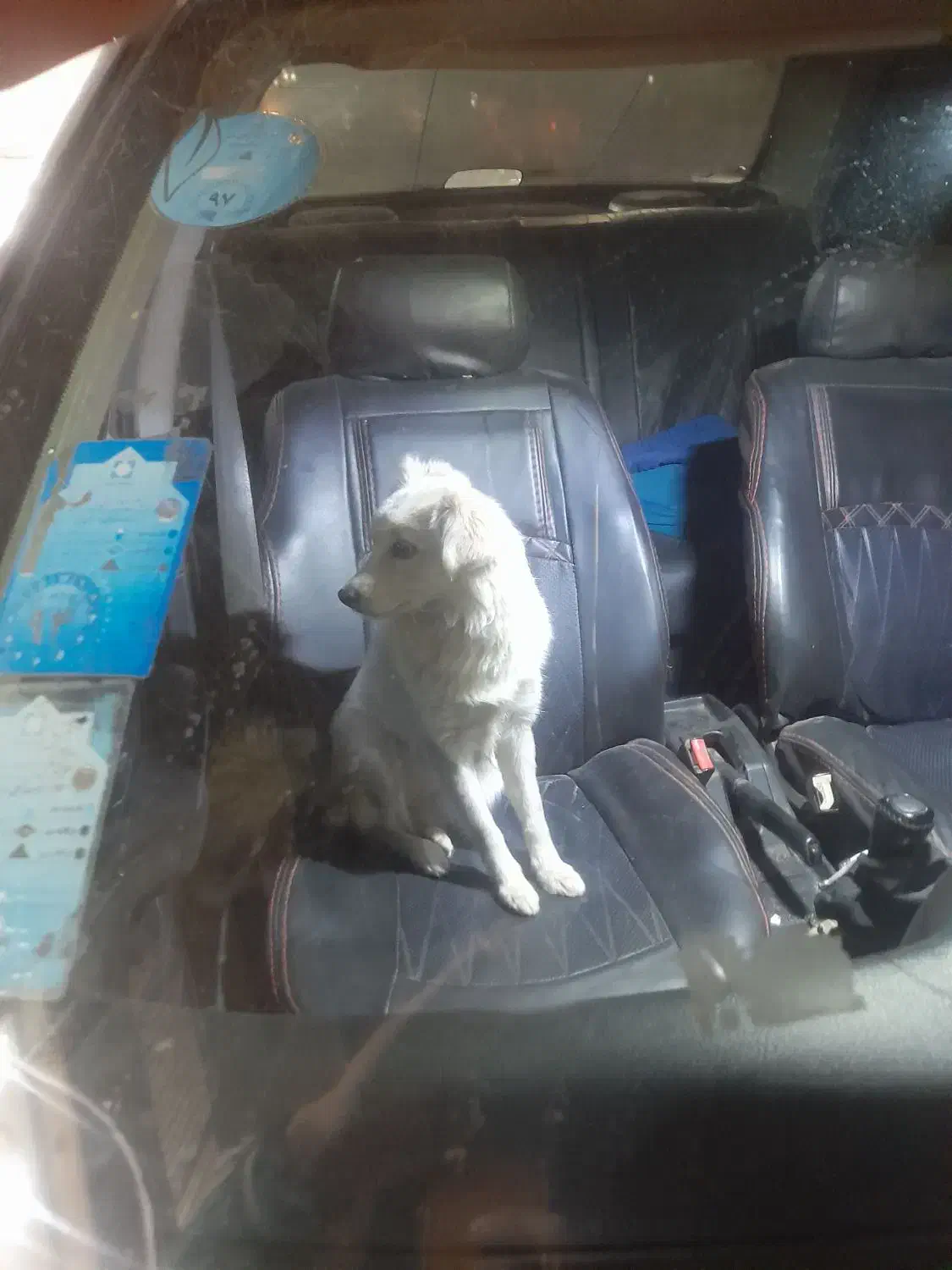 سگ پا کوتاه|سگ|بجنورد, |دیوار