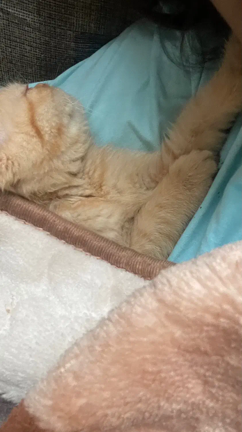 گربه های اسکاتیش بریتیش|گربه|ری, دولتآباد|دیوار