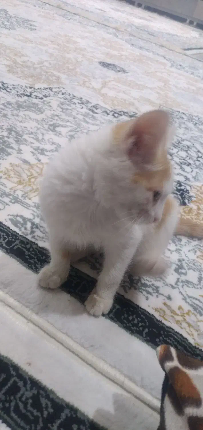 سرپرستی گوربه|گربه|اشتهارد, |دیوار