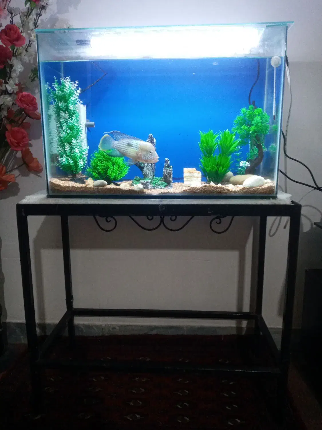 اکواریومماهی۶۰لیتری|ماهی|ساری, |دیوار