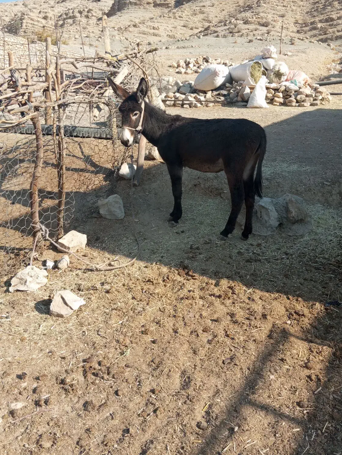 الاغ ماده|حیوانات مزرعه|ویسیان, |دیوار