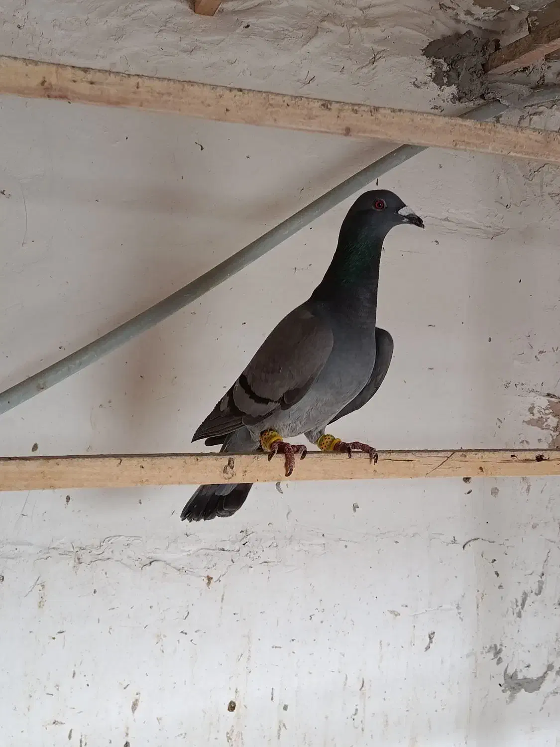 کبوتر|پرنده|بوئین زهرا, |دیوار