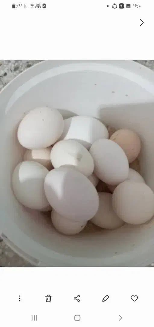 تخم مرغ|حیوانات مزرعه|بهبهان, |دیوار