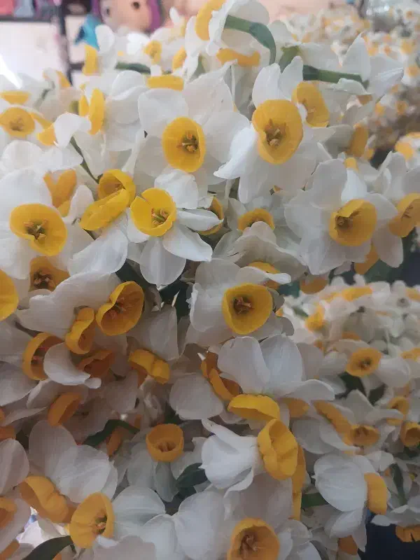 گل نرگس|گل مصنوعی|قم, پردیسان|دیوار