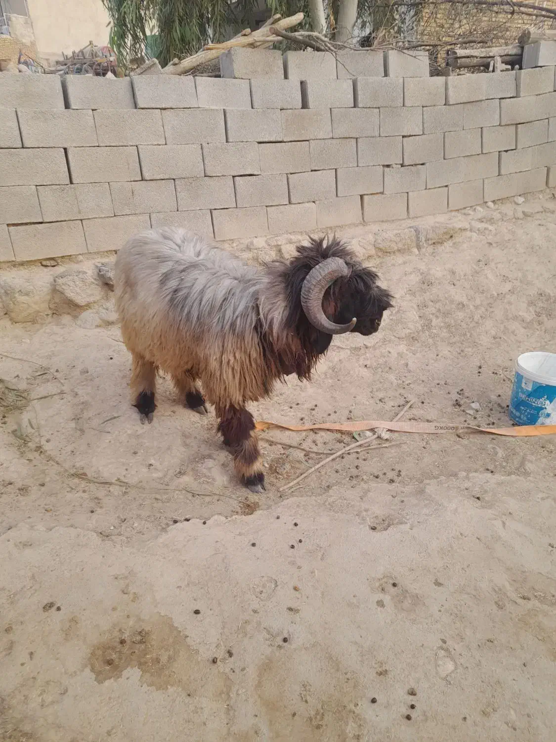 قوچ ترکی برای فروش|حیوانات مزرعه|ایذه, |دیوار