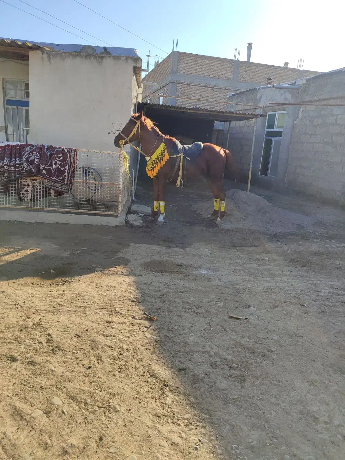 اسب کرد  ۴سالع سواری دار|اسب و تجهیزات اسب‌سواری|پارس‌آباد, |دیوار