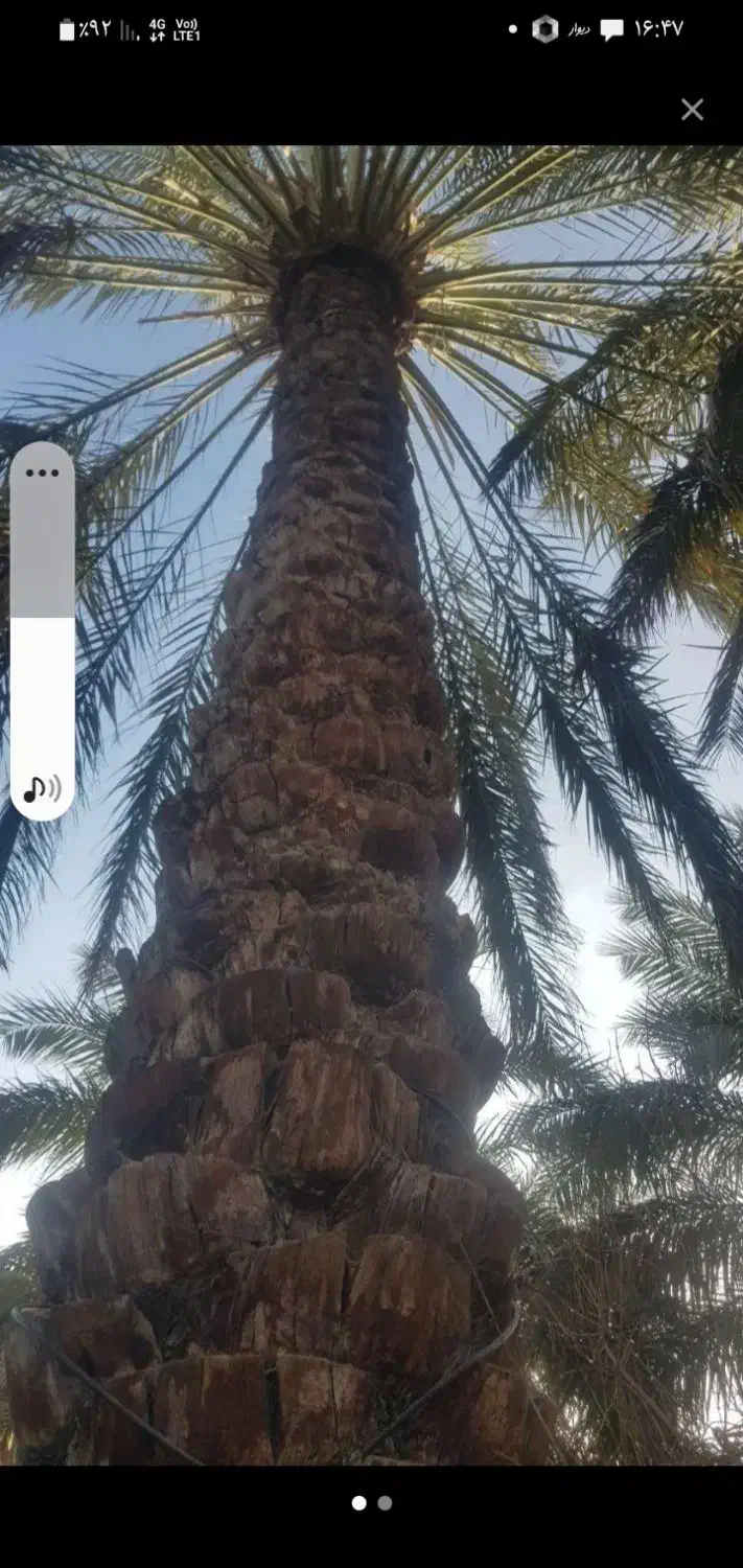 درخت میگرازم و خوشه هم میبرم روداب غربی|گل و گیاه طبیعی|بم, |دیوار