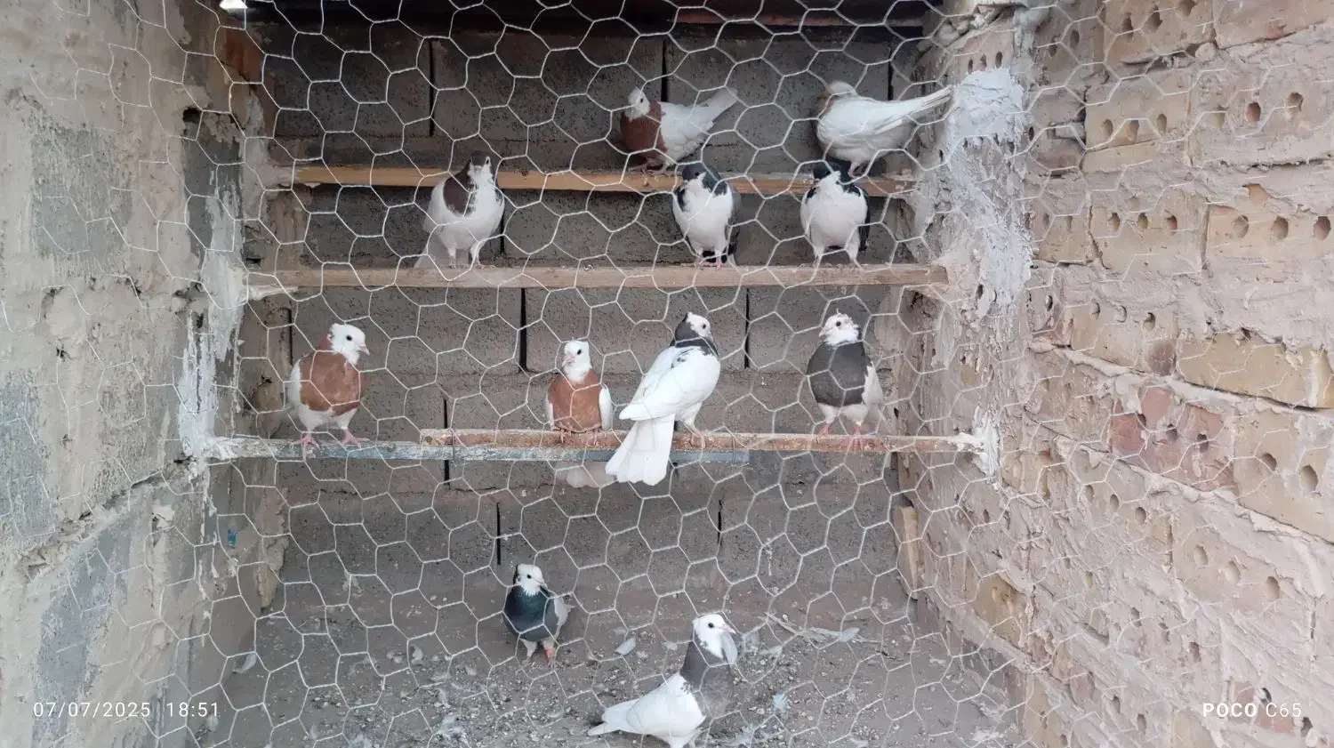 کبوتر|پرنده|نیشابور, فیض آباد|دیوار