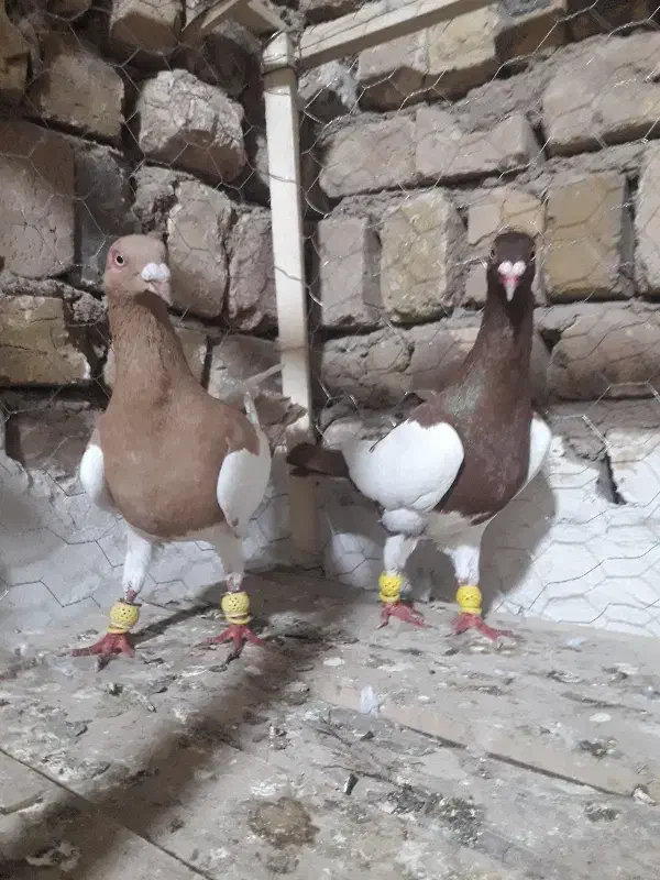 کبوتر یهودی|پرنده|اسفرورین, |دیوار