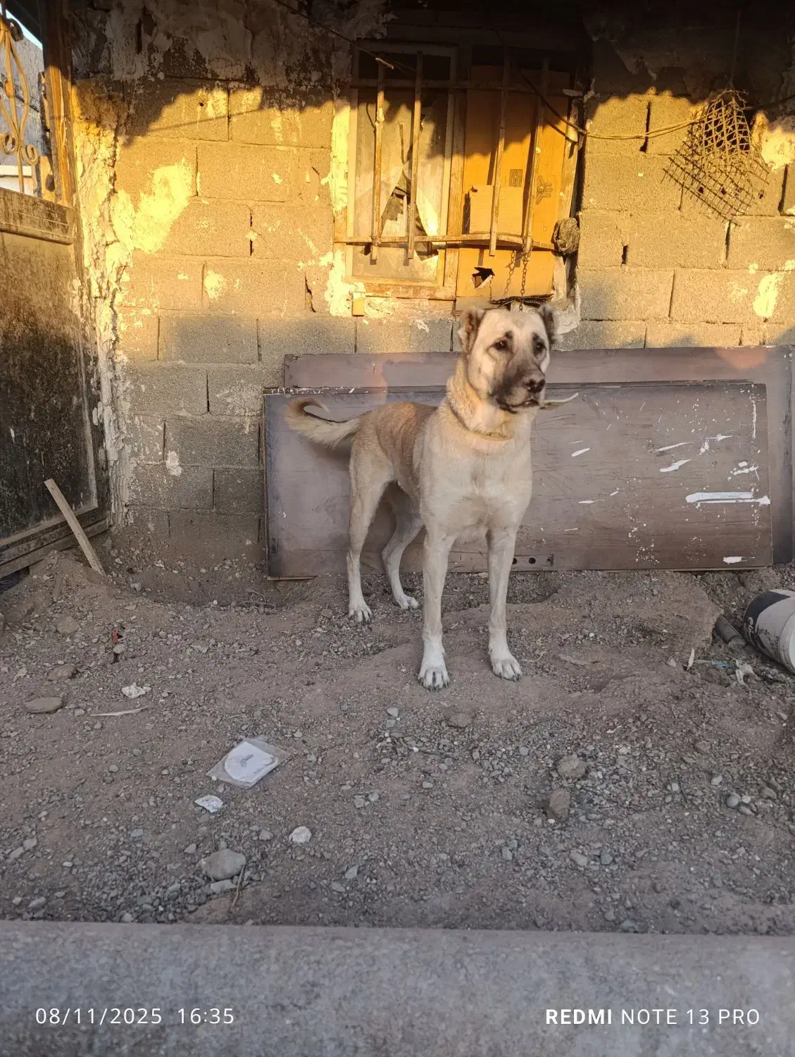 ماده سرابی فحل|سگ|قدس, شهرقدس|دیوار