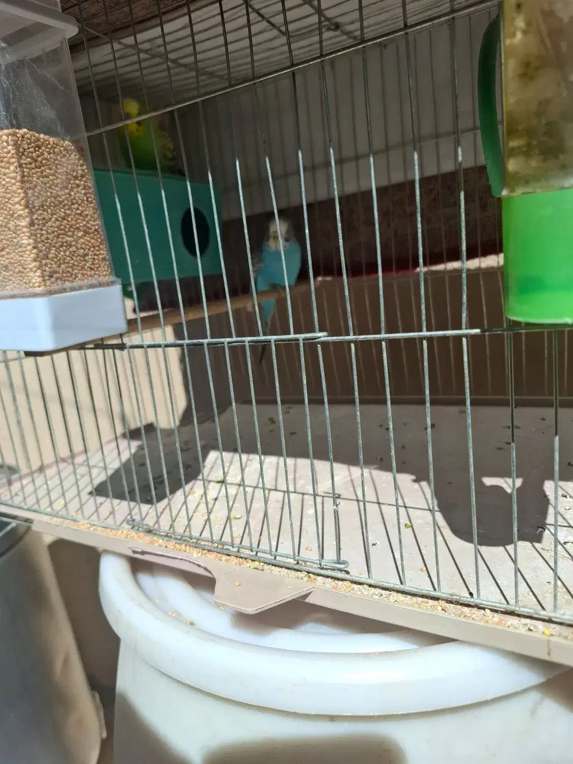 مرغ عشق|پرنده|شیراز, لب آب|دیوار