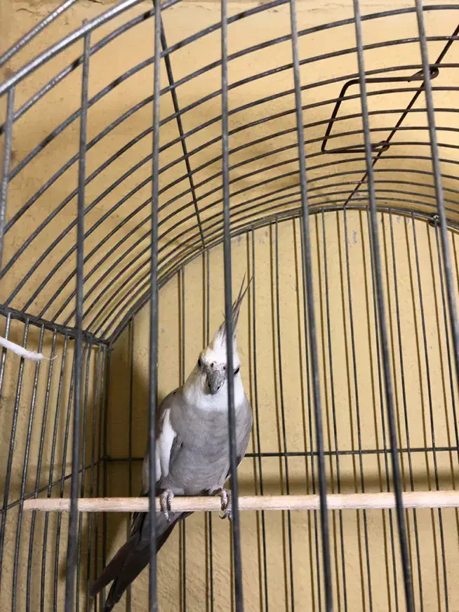 عروس هلندی وایت فیس سیلور|پرنده|بندرعباس, |دیوار