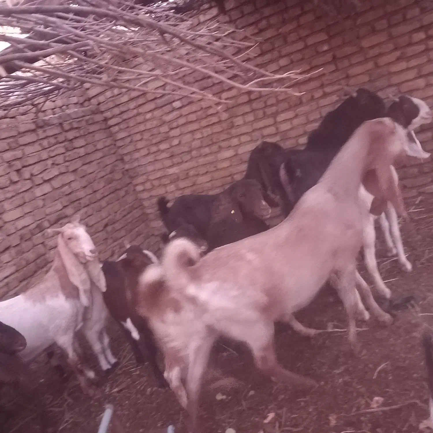 بز گلابی در فیض اباد محولات|حیوانات مزرعه|مه ولات, |دیوار