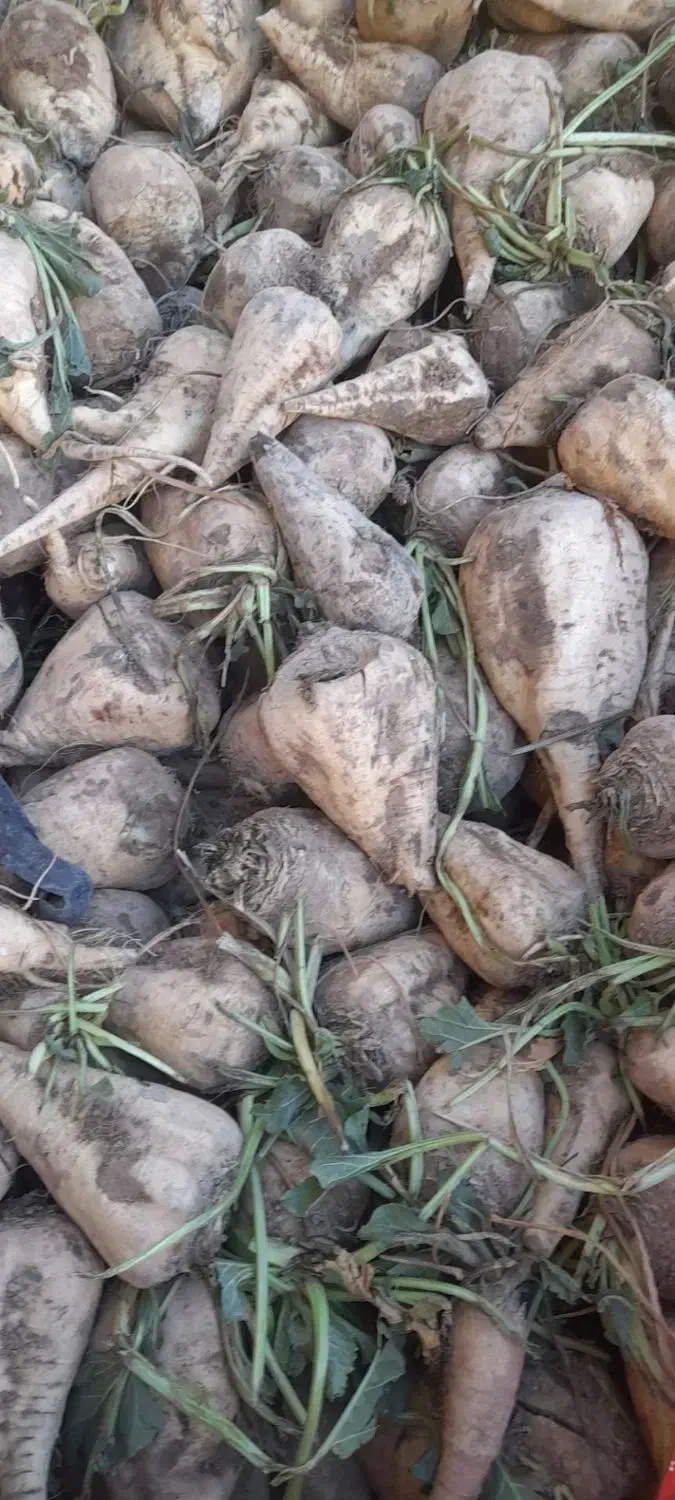 چغندر دامی|حیوانات مزرعه|شازند, |دیوار