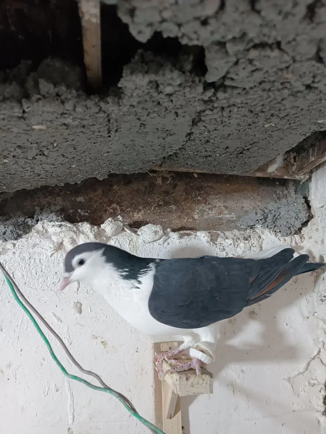 کفتر|پرنده|مشهد, چهاربرج|دیوار