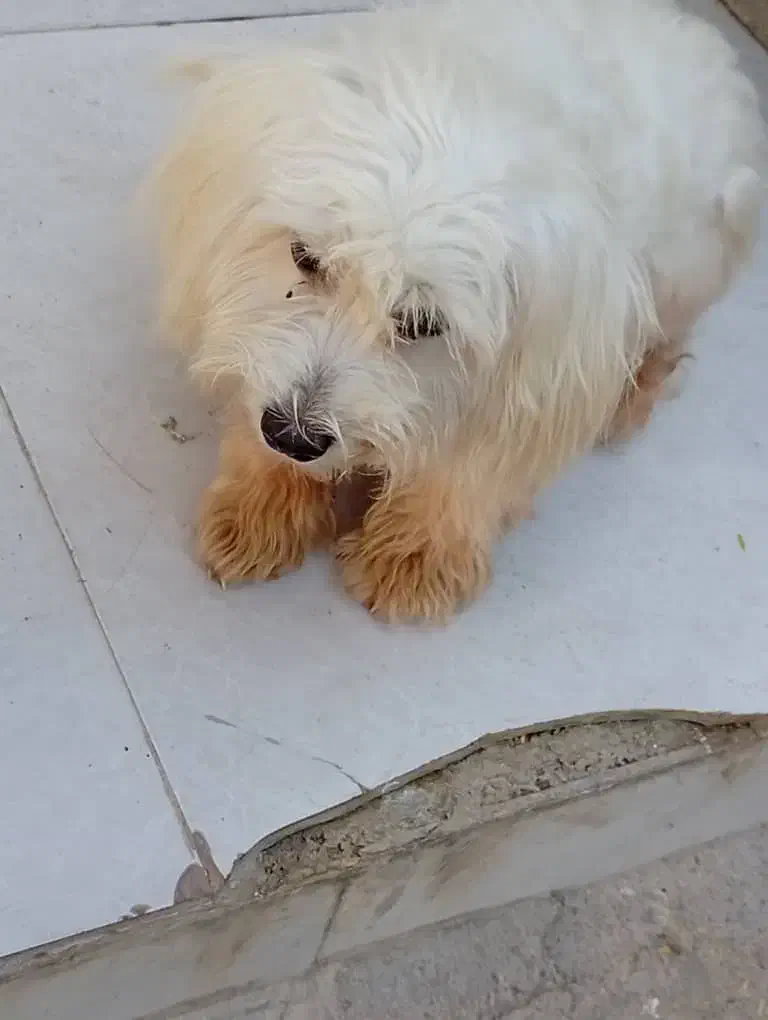 سگ پاکوتاه|سگ|امیدیه, |دیوار