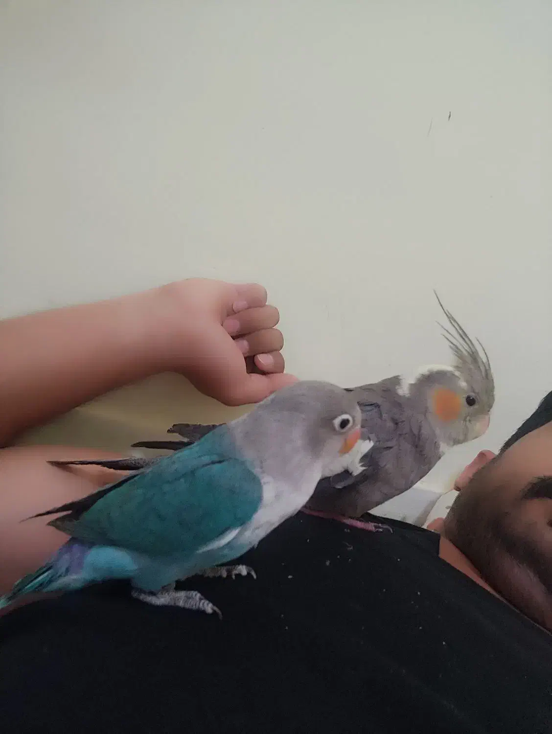 کوتوله 3ماه و نیمه نر|پرنده|فریمان, |دیوار