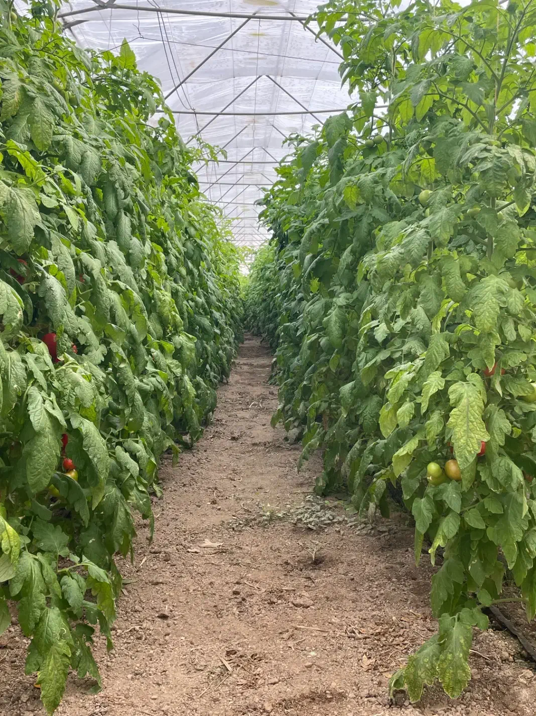 گلخانه در شهرک گلخانه بوعلی|فروش دفتر صنعتی، کشاورزی، تجاری|همدان, |دیوار