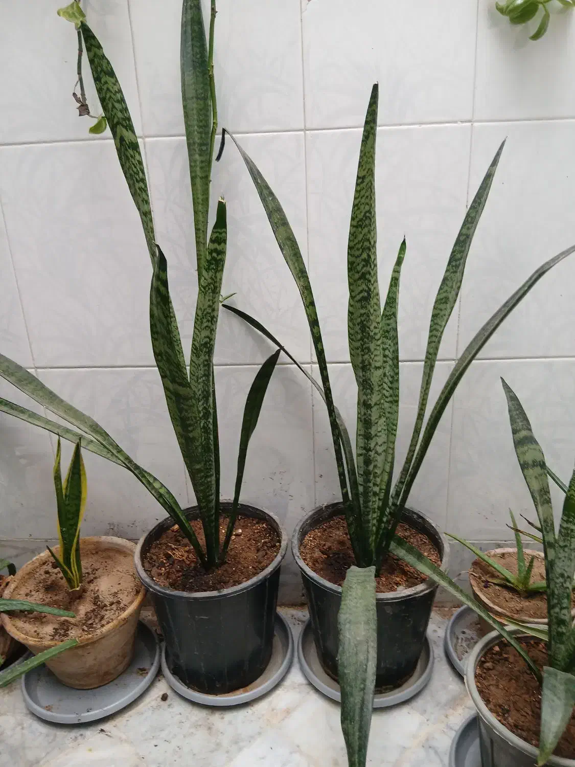 گل روشت خوب|گل و گیاه طبیعی|اردکان, |دیوار