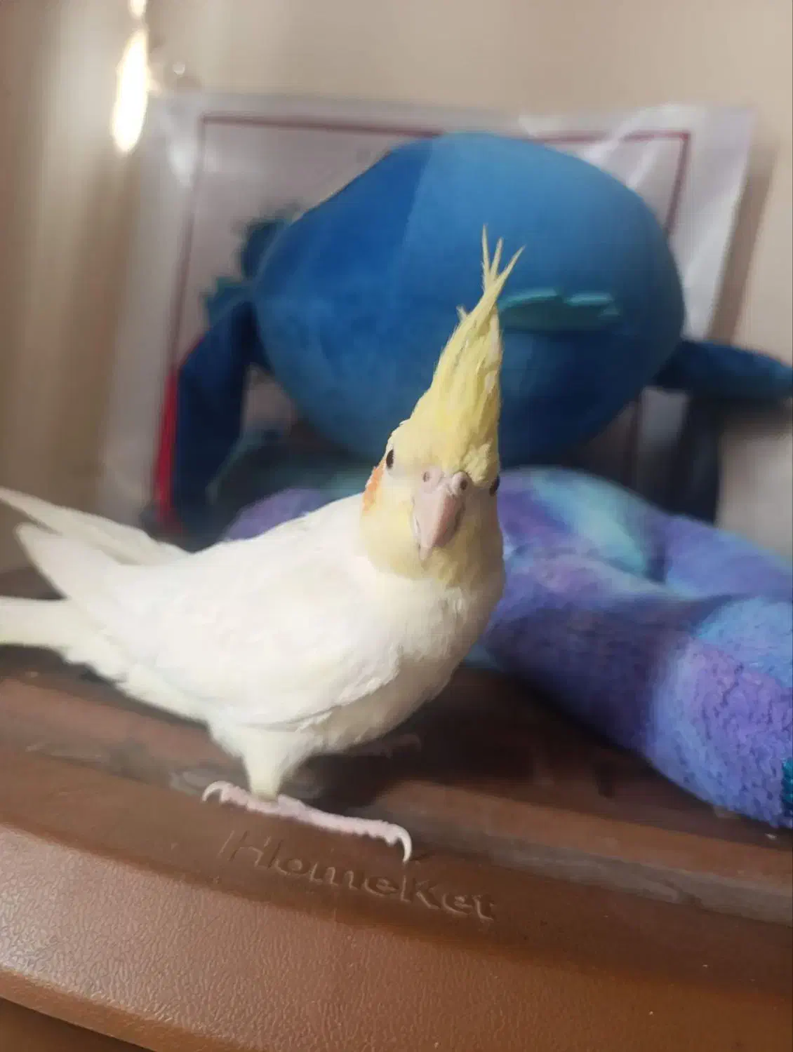 عروس هلندی لوتینو|پرنده|زابل, |دیوار