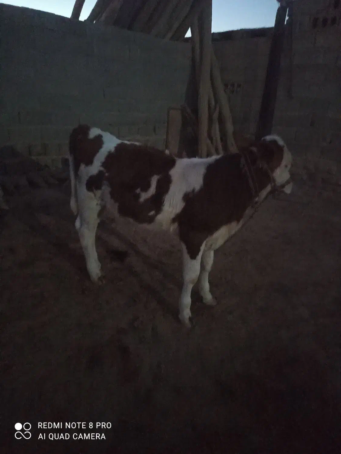 خریدار واقعی تماس|حیوانات مزرعه|مراوه, |دیوار