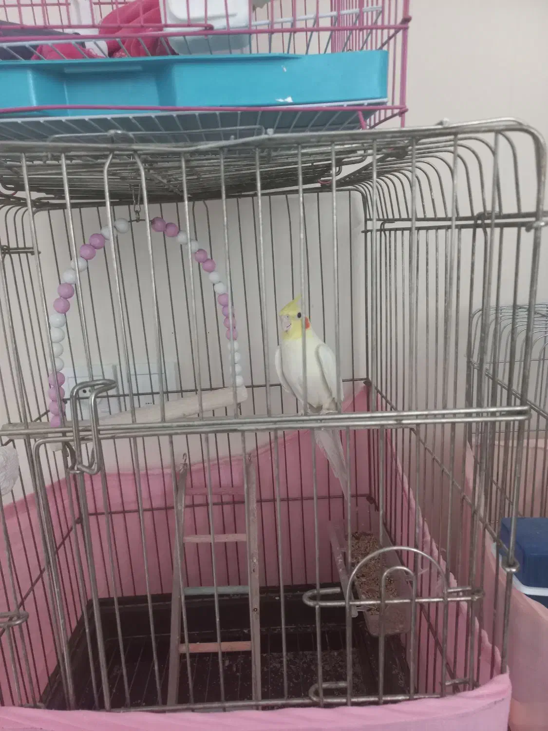 عروس هلندی سخنگو|پرنده|رودهن, |دیوار