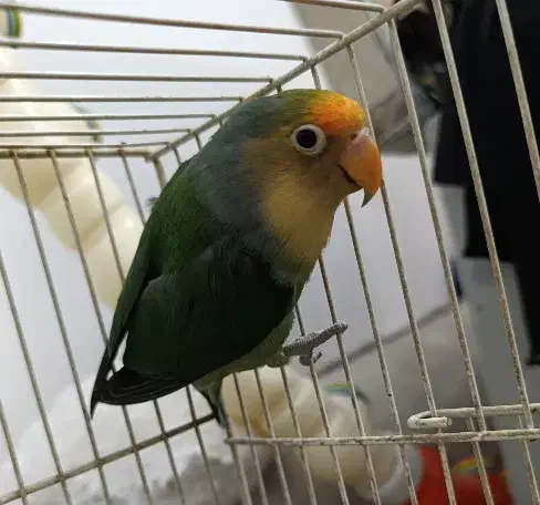 کوتوله برزیلی|پرنده|مشهد, سمزقند|دیوار