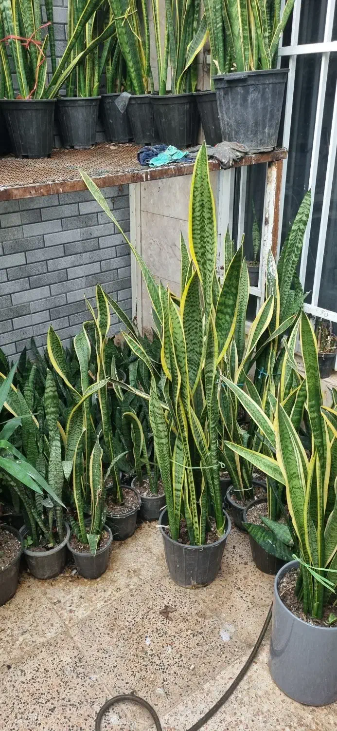 خدمات باغبانی|خدمات باغبانی و درختکاری|محمدشهر, همایون ویلا|دیوار