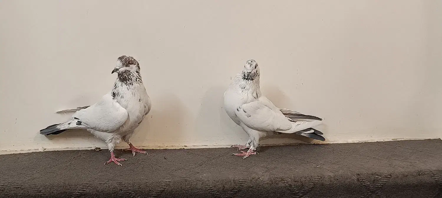 دوتا ماده کله دم سبز|پرنده|اصفهان, شاهد|دیوار