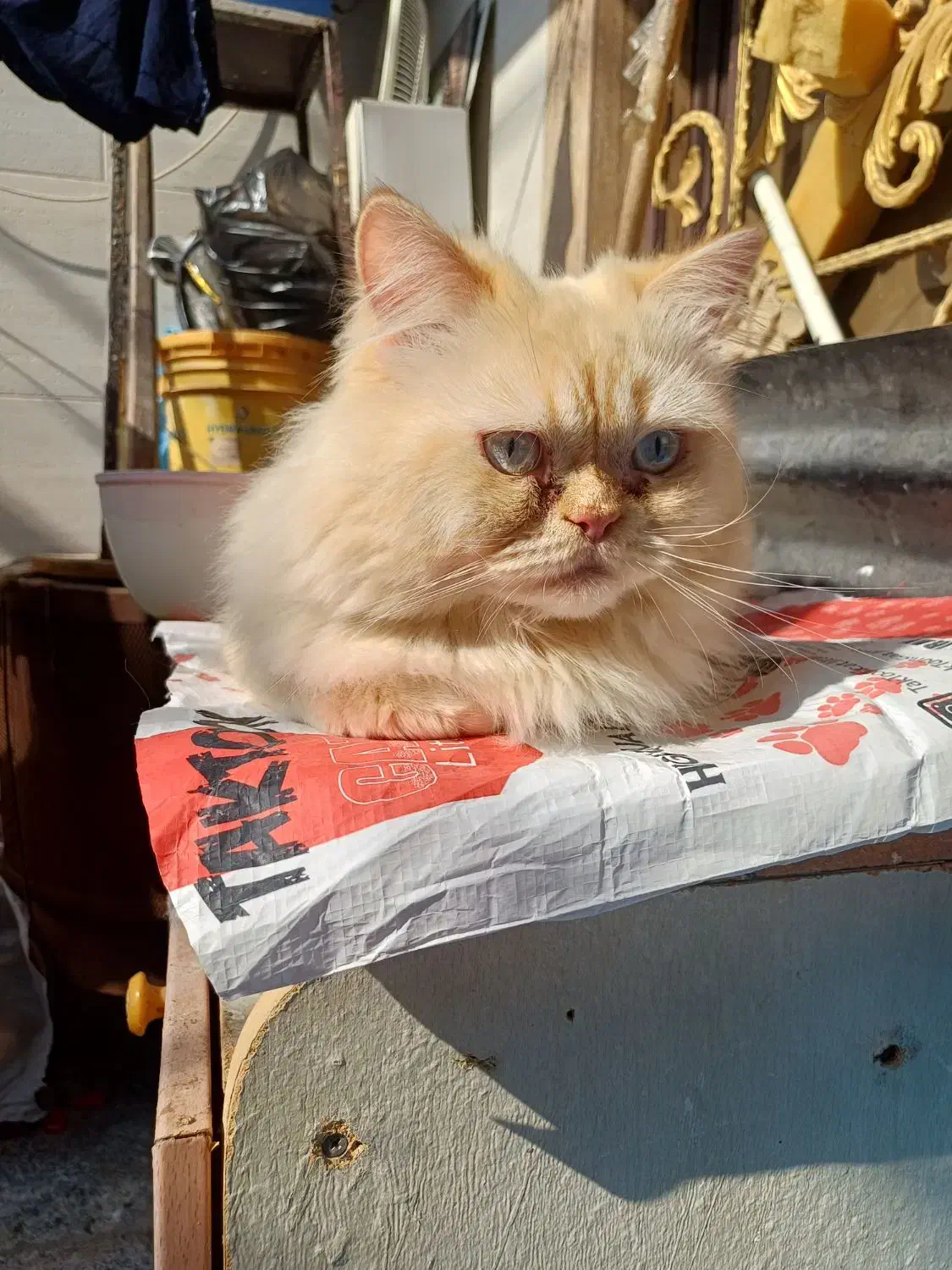 گربه پرشین|گربه|بندر ماهشهر, |دیوار