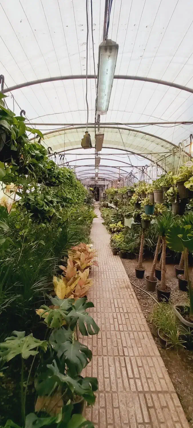 سوله سالن|فعالیت داوطلبانه|باسمنج, |دیوار