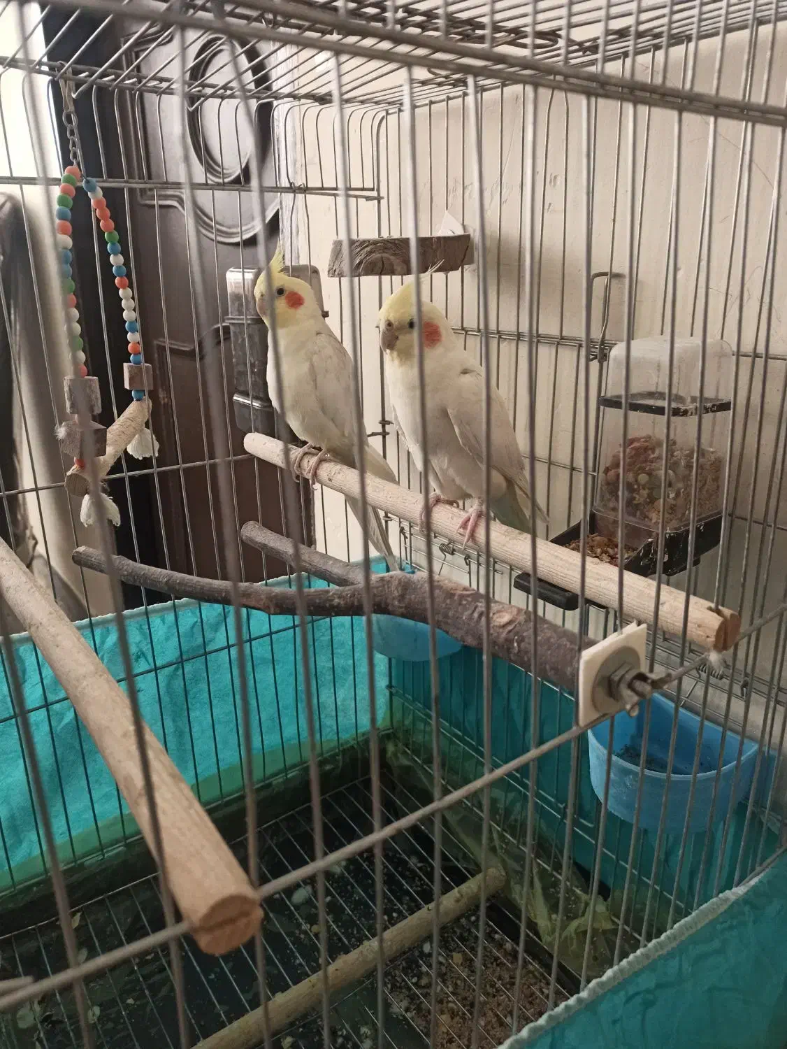 عروس هلندی و فنچ|پرنده|ایوان, |دیوار