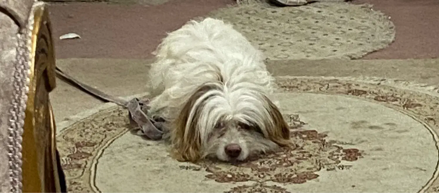 سگ باهوش|سگ|یاسوج, |دیوار