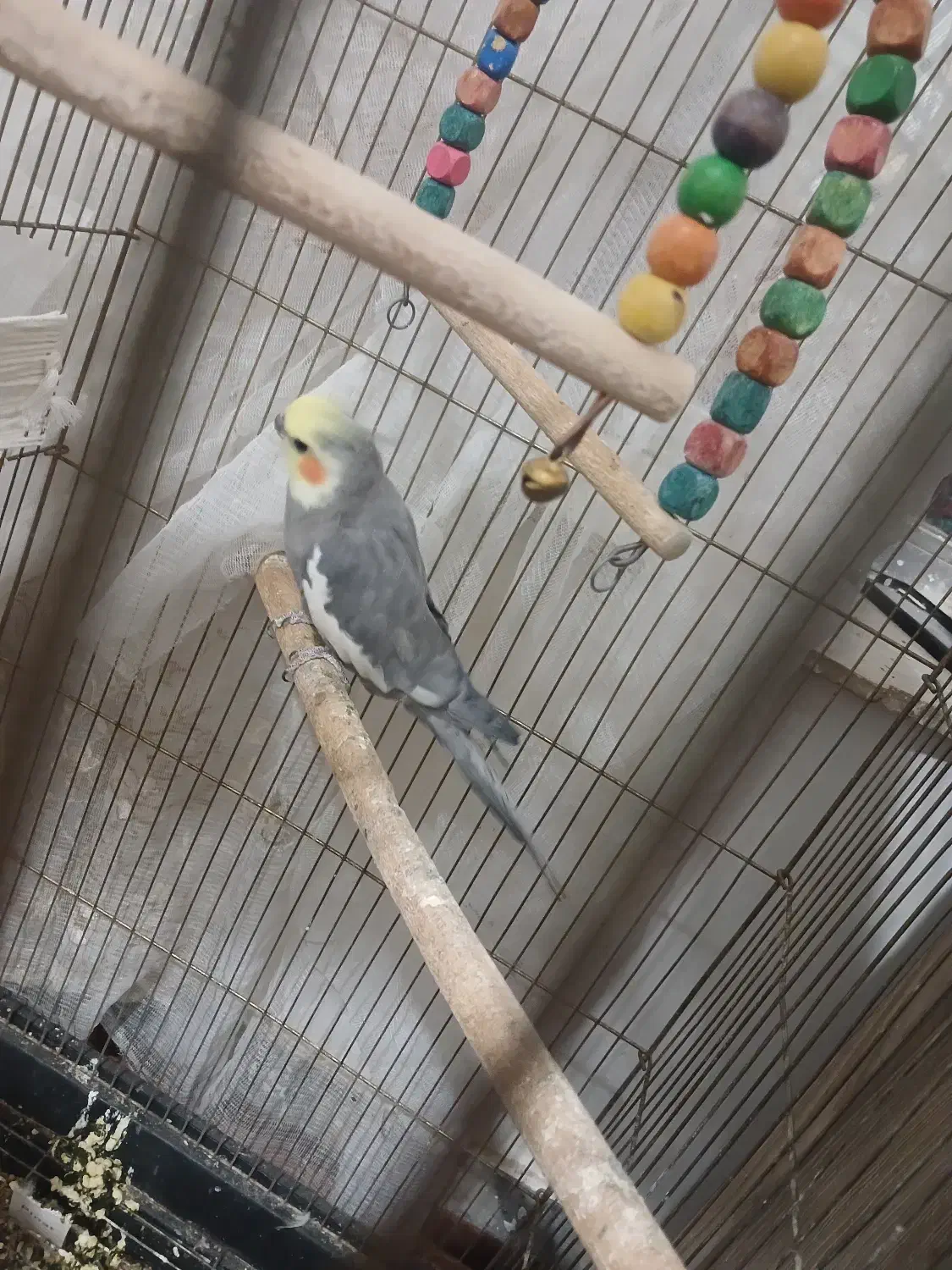 عروس هلندی|پرنده|فرخ‌شهر, |دیوار