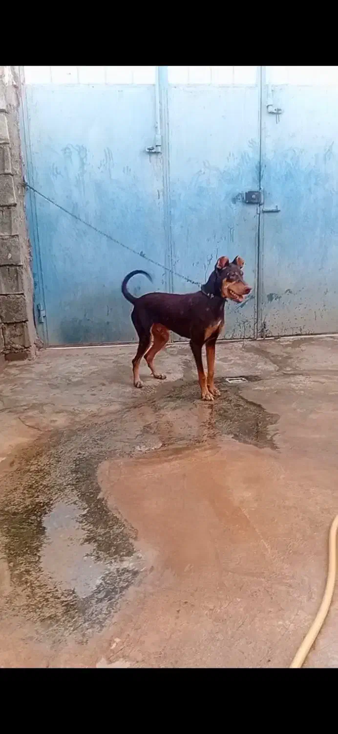 سگ دوبر من جوانه سر حال|سگ|کرمانشاه, |دیوار