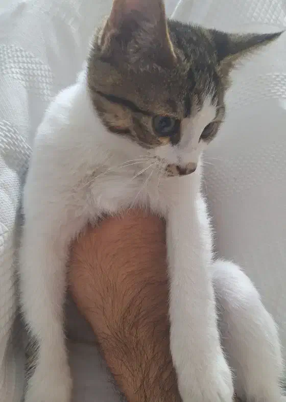 گربه پشمالو و خوشگل|گربه|زنجان, |دیوار