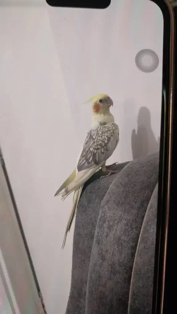 عروس هلندی نر|پرنده|بلده, |دیوار