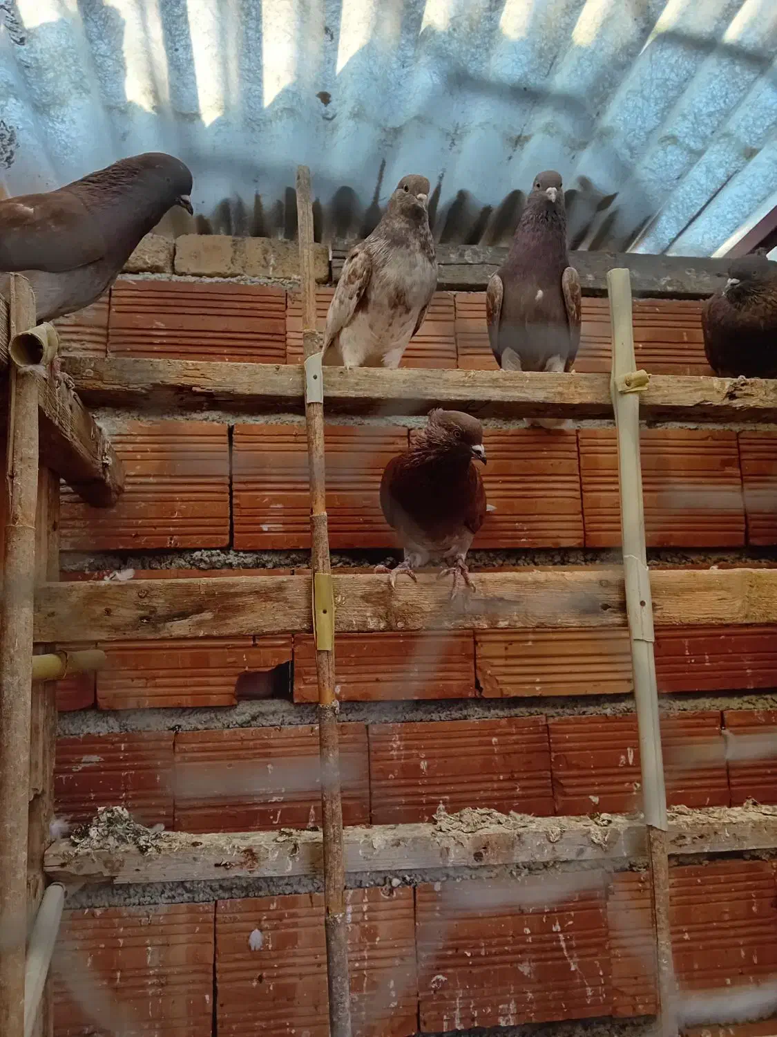 کبوتر تک پر پرشی|پرنده|بندر ترکمن, |دیوار