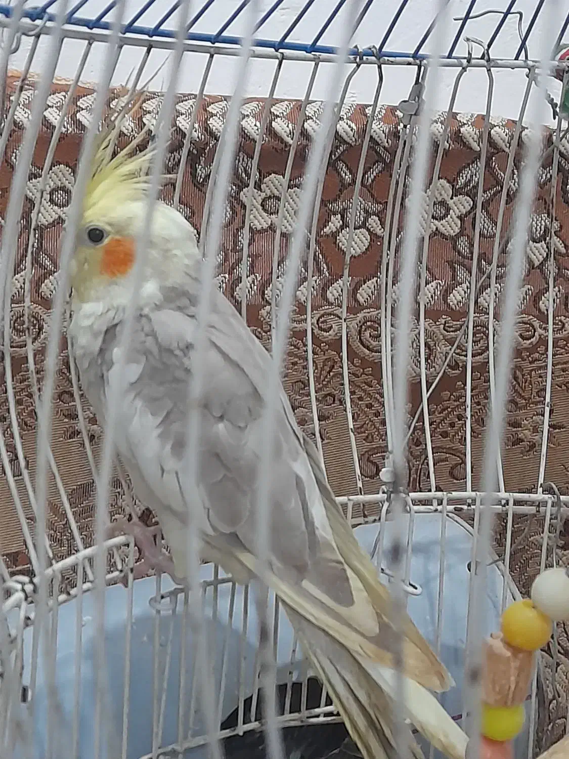 عروس هلندی نر و ماده|پرنده|ضیابر, |دیوار